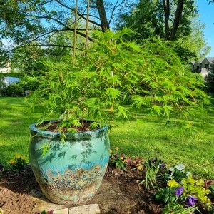 érable du japon dans un beau pot